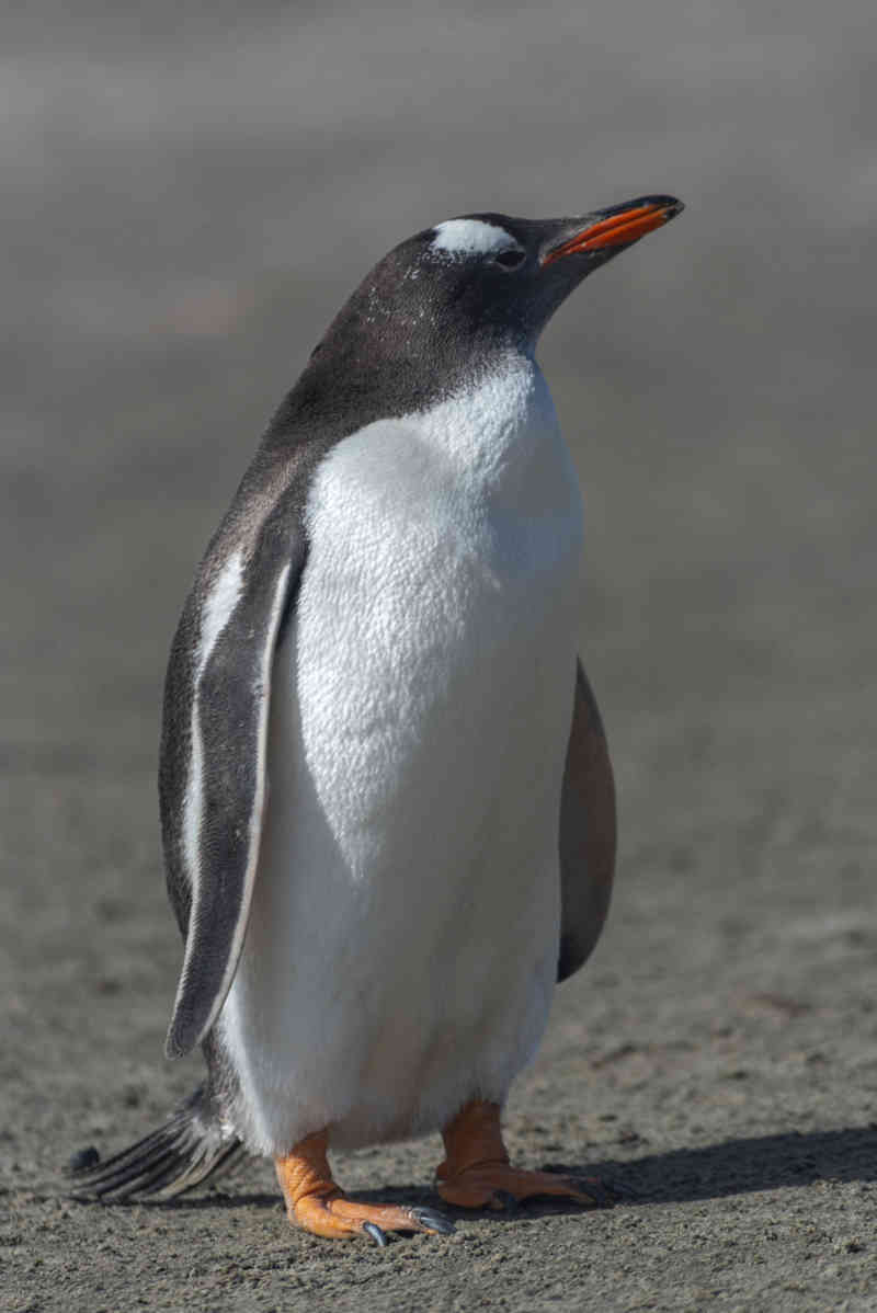 Pingüino Papua o Gentoo - islas Falkland o Malvinas 01.jpg